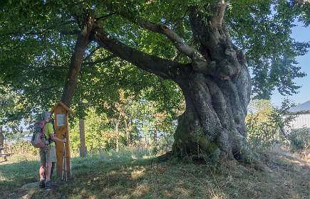 Naturdenkmal Rauher Busch, een 200 jarige oude beuk