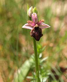 Aveyron Orchid