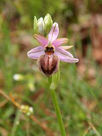 Aveyron Orchid