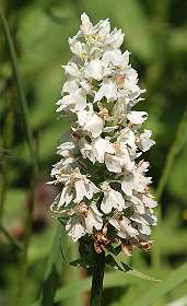 Witte Orchis