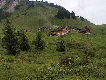 Steris Alpe