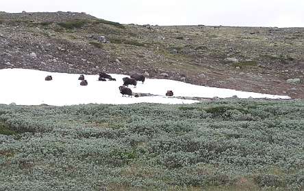 Een kudde Muskusossen op de Dovrefjell