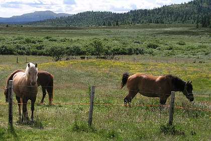 Paarden bij Oksendalen