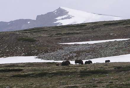 Van Mosjøen naar het nationale park Dovrefjell