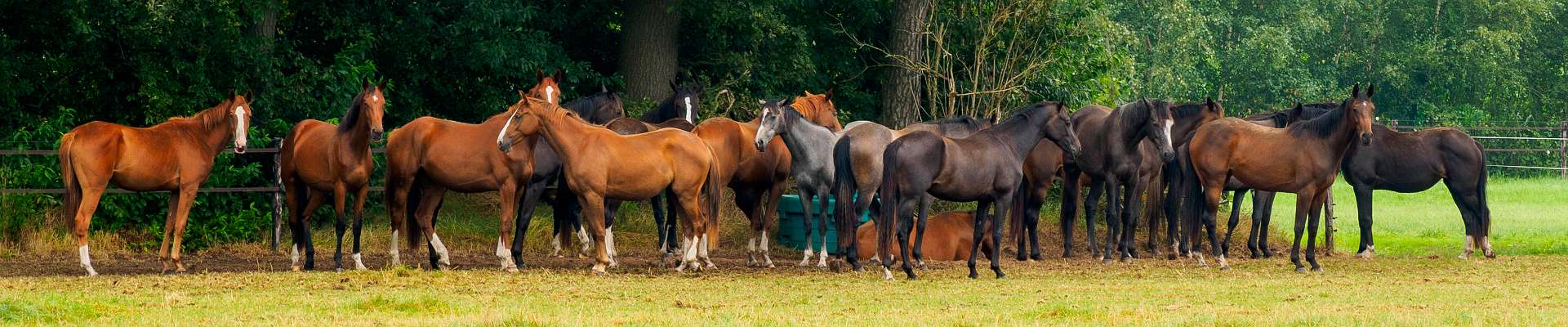 Klik om de knoppen te tonen of te verbergen