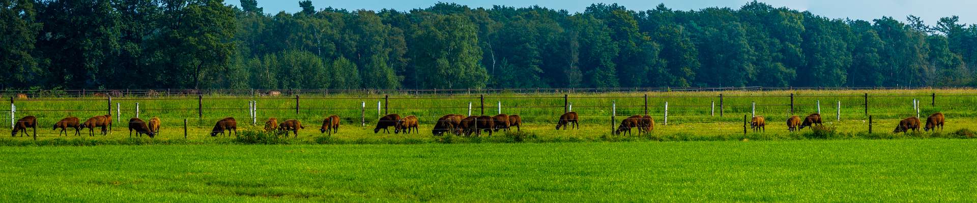 Klik om de knoppen te tonen of te verbergen