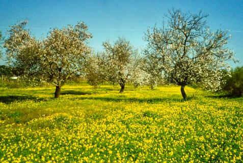 Typisch Algarve: Amandelbomen in een wei van gele klavers