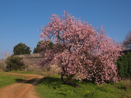 In januari bloeien de Amandel bomen