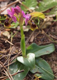 Ophrys tenthtredinifera