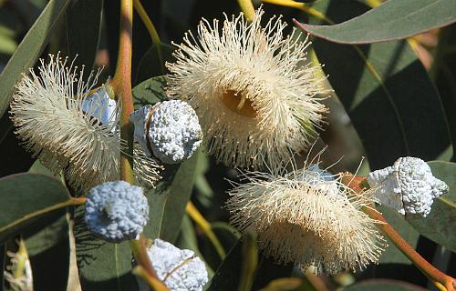 Bloemen van de Eucalyptus