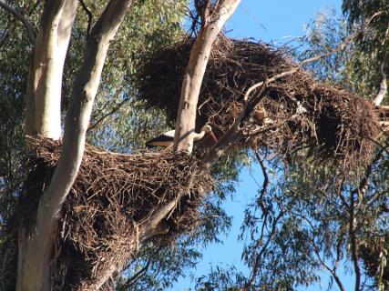 Ooievaarsnesten in een Eucalyptes boom