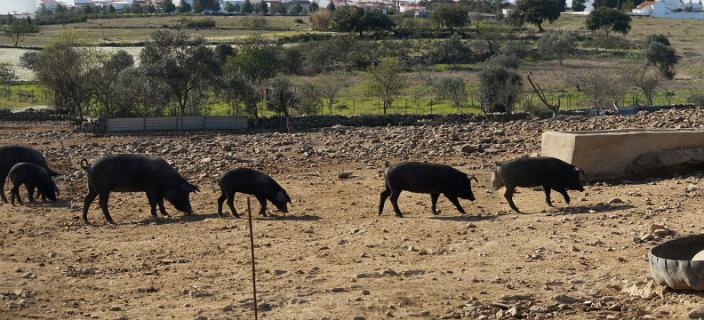 Zwarte varkens, de lekkernij van oost Algarve