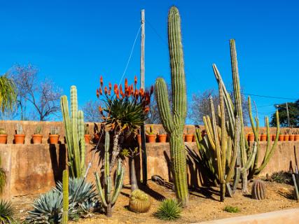 Cactus tuin im Moncarapacho