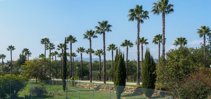 Palmen op de Golfbaan