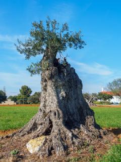 Nu volgen een aantal foto's van oude olijfbomen in Cacela