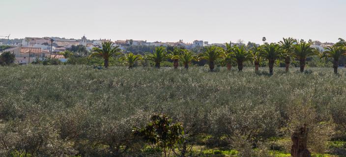 Monterosa olijfbomen plantage
