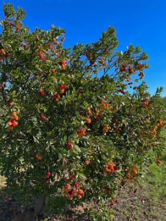 Aardbeiboom, uit de vruchten wordt Portugals's godendrank  Medronho  gemaakt,