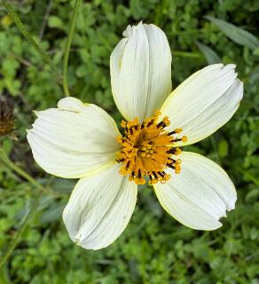 Bidens Aurea
