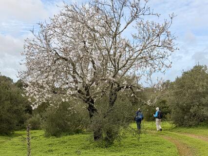 Bloeiende Amandelboom