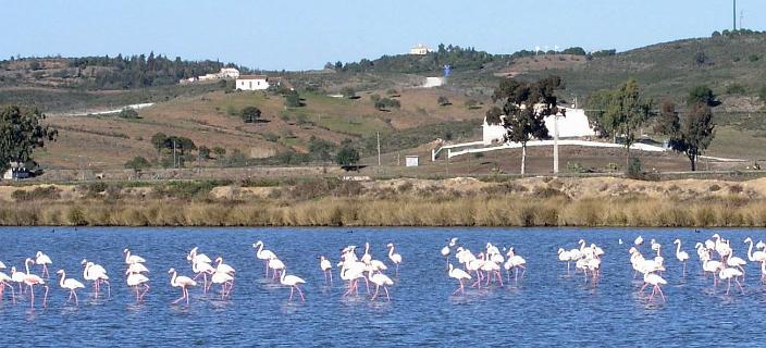 Flamingo's in 2005