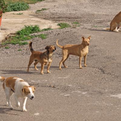 De honden en katten van Oost Algarve