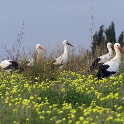 Het vogelreservaat bij Castro Marim