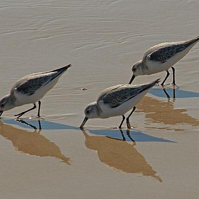 De Vogels in Algarve