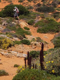 Op de voorgrond: Bremraap