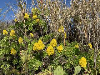 60: IMG_0268<br>  2019-01-10