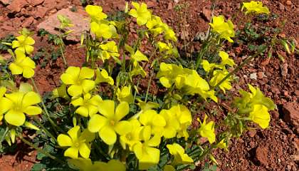 212: IMG_0563<br>  2019-02-01