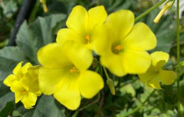 224: IMG_0581<br>  2019-02-02