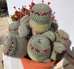 225: IMG_0583<br>  2019-02-02