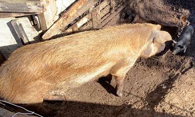 229: IMG_0590<br>  2019-02-02