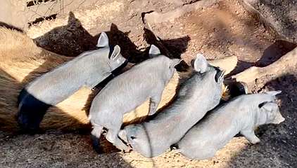 231: IMG_0597<br>  2019-02-02