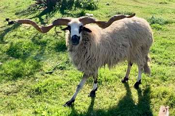 278: IMG_0735<br>  2019-02-13