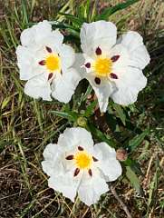 285: IMG_0745<br>  2019-02-14