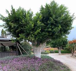 17: IMG_1999<br>  2020-01-03