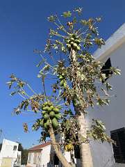 37: IMG_2101<br>  2020-01-21