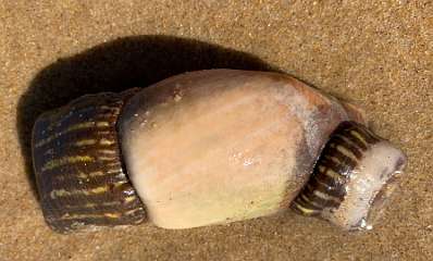 242: IMG_2395<br>  2020-02-11