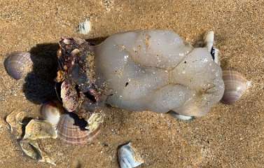 244: IMG_2397<br>  2020-02-11