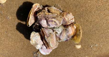 245: IMG_2398<br>  2020-02-11