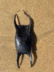 246: IMG_2399<br>  2020-02-11