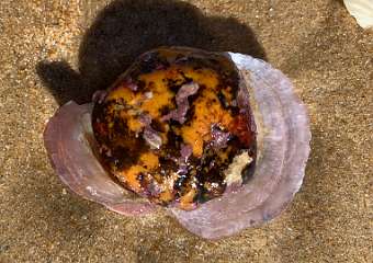 251: IMG_2409<br>  2020-02-11