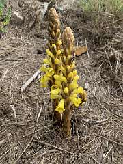 266: IMG_2441<br>  2020-02-12