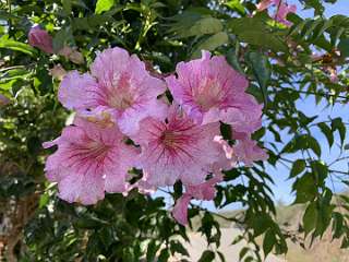 284: IMG_2471<br>  2020-02-14