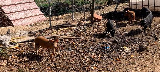 285: IMG_2473<br>  2020-02-14