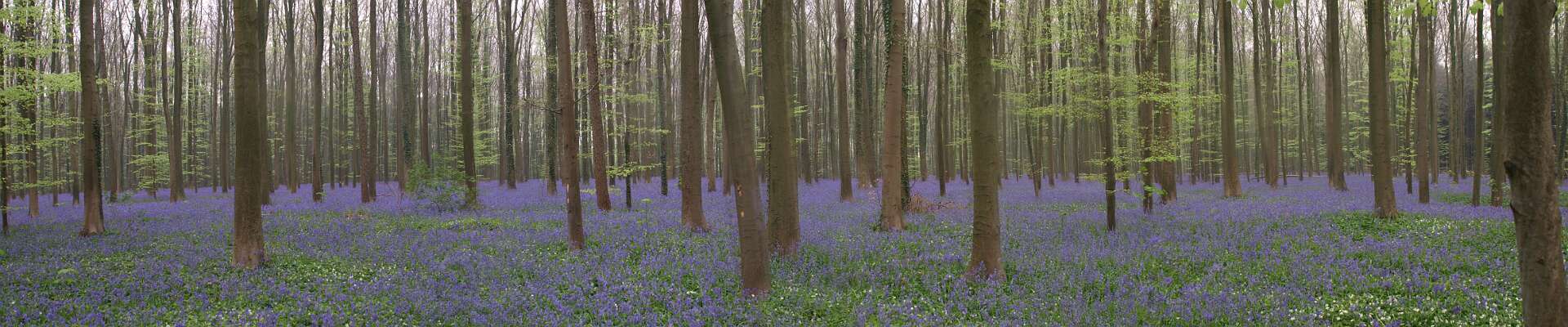 Klik om de knoppen te tonen of te verbergen