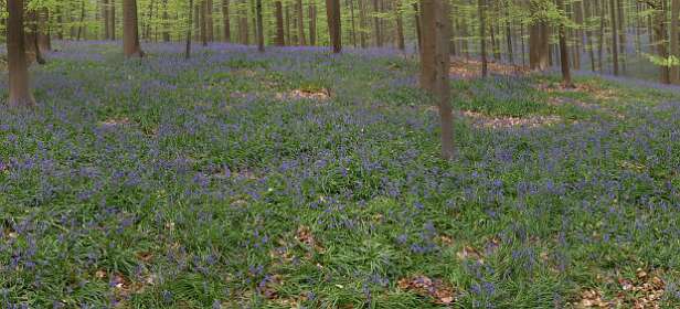 Bluebell's panorama in het bos bij Halle onder Brussel