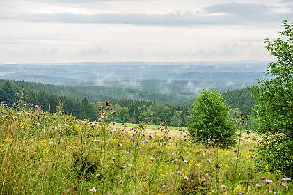 Harz<br>Uitzicht vanaf de Quesenbank