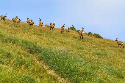 In 1985 reden we naar Füssen en namen daar bij Swangau de kabelbahn naar het Tegelberghaus waar we sliepen. Vervolgens liepen we naar de KenzenHutte, Zugspitze, Knorrhutte, Coburgerhutte en Lermoos. We weten niet meer precies hoe we gelopen hebben. Op de bijgaande Google Maps kaart staan de hutten aangegeven en enkele mogelijke tracks die ik van Wikiloc afgehaald heb. We zijn waarschijnlijk met bus of trein naar de berglift voor de Zugspitze gegaan.